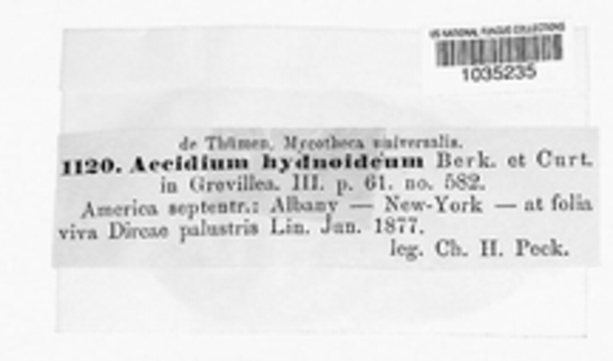 Puccinia hydnoidea image